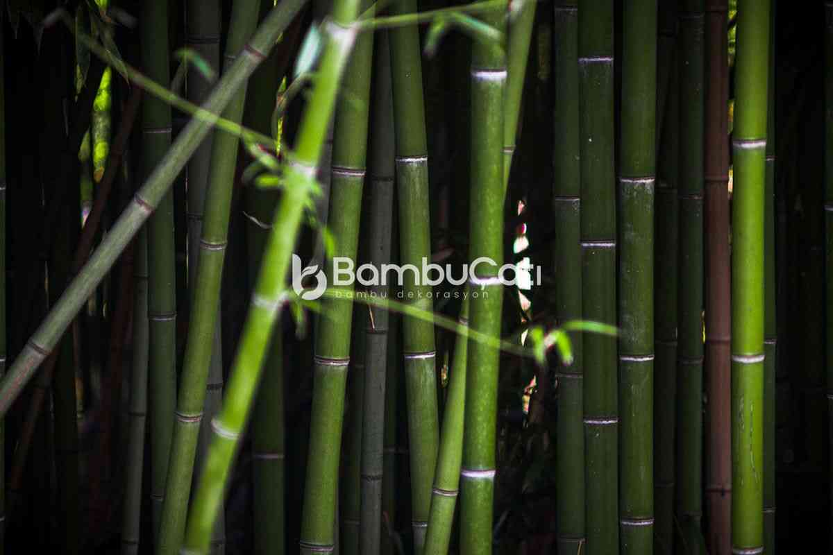 Bambu Nedir?