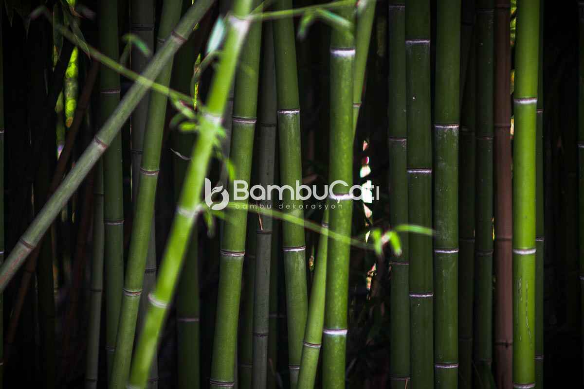 Bambu Nedir?